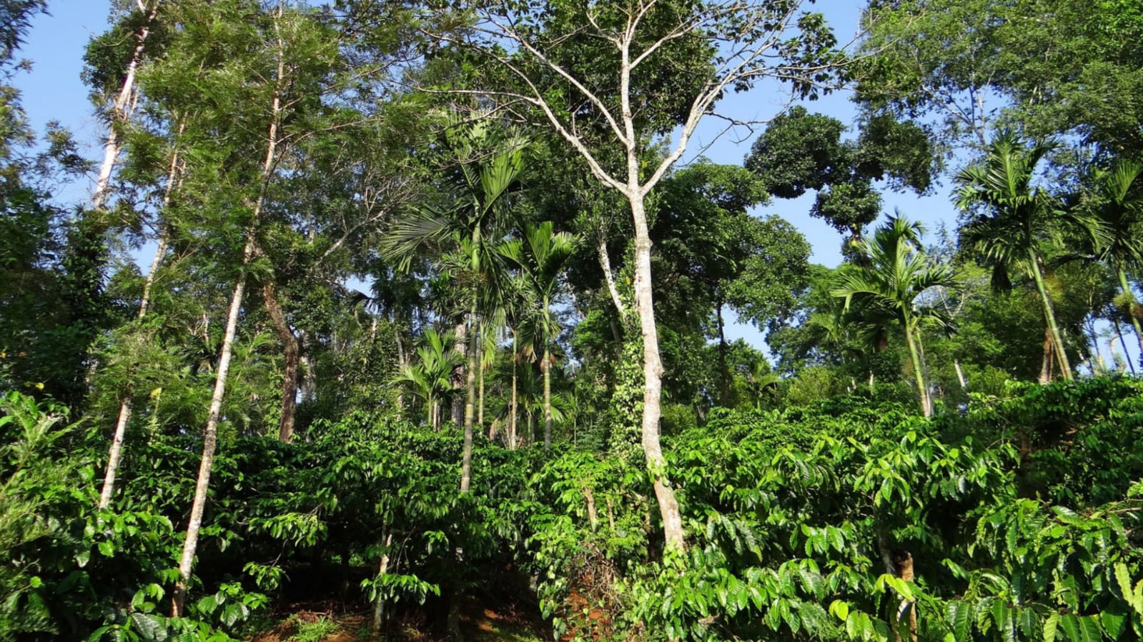 8 Most Beautiful Coffee Plantations In India You Must Visit 2023 ...