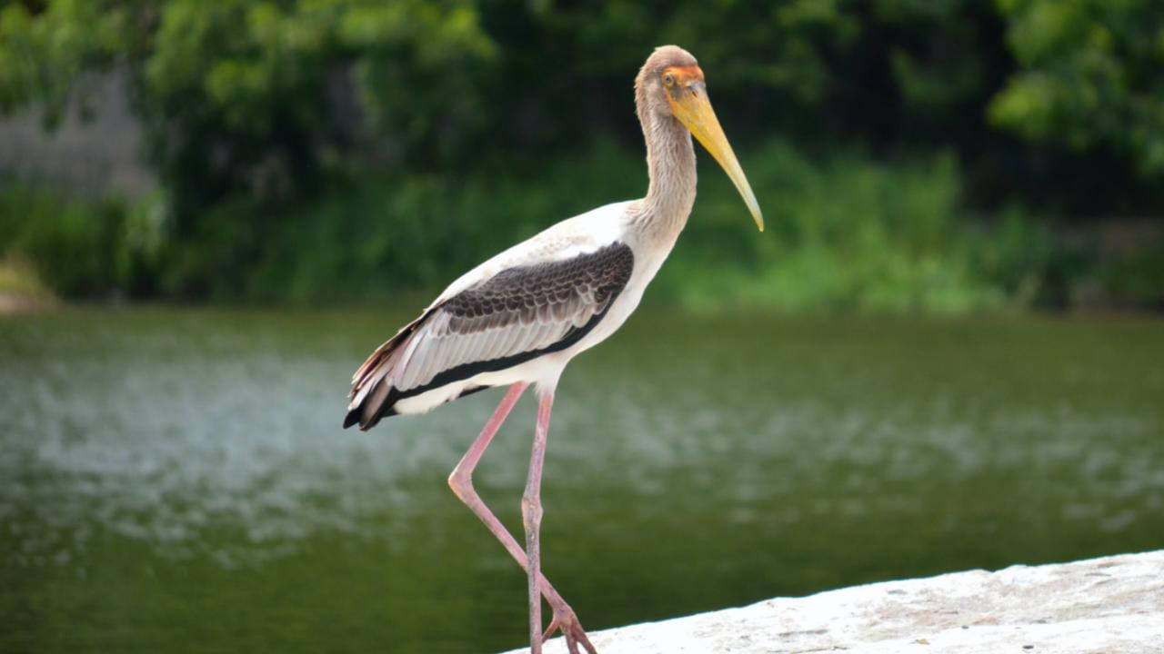 6 Beautiful Bird Sanctuaries To Visit In Karnataka 2023 - Dreamtrix