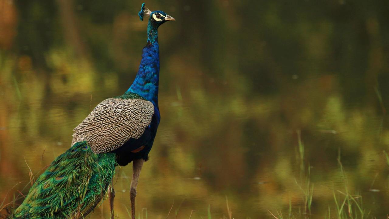 6 Best Wildlife Sanctuaries In Karnataka (India) To Explore - Dreamtrix